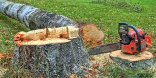 Best Tree Removal  in Snoqualmie, WA